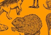 Recenzie – Vorbea cu patrupedele, cu pasarile si cu pestii – O lectura esentiala
