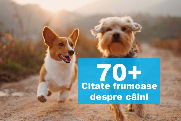 Citate despre câini – Cele mai frumoase citate și statusuri despre căței :)