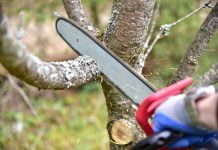 Simplificăți munca – cum să îți întreții grădina cu o drujbă și o cositoare pe benzină?